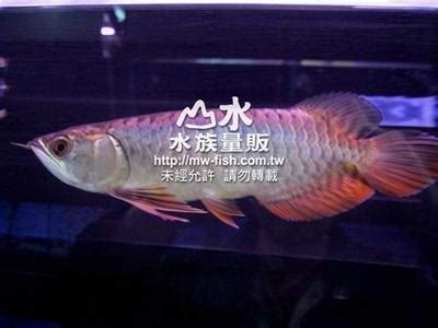 金龍價格|山水水族網購大賣場